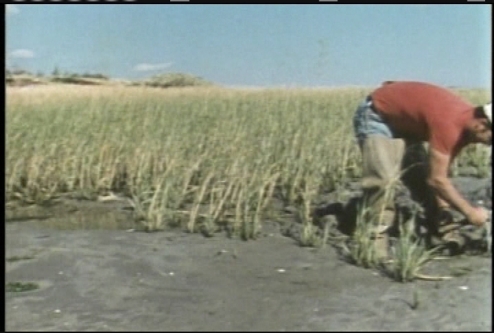 Fish and Wildlife: America's Wetlands