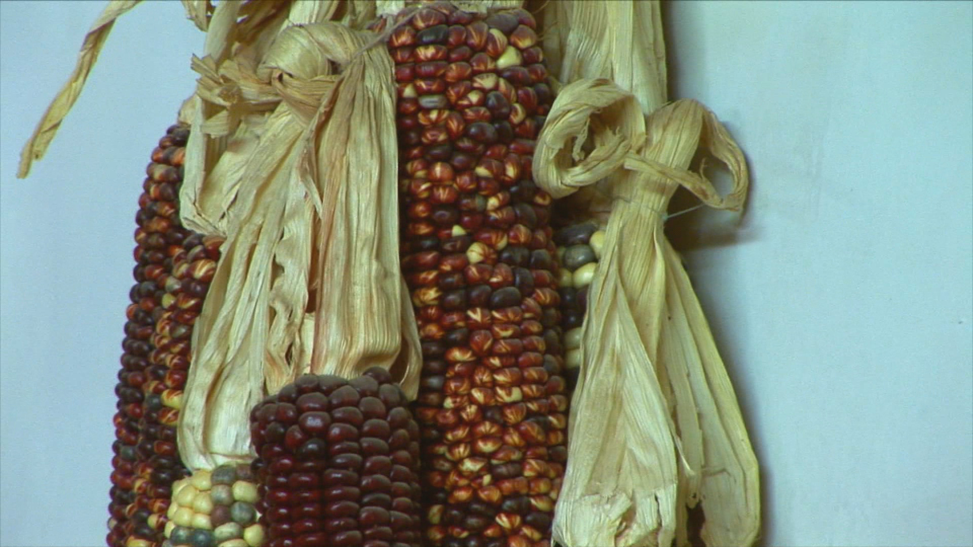 Thumbnail image for Food & Agricultural Science: Genomics, Genetic Engineering and Editing