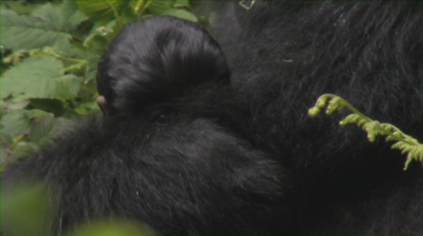 LINK Explore - Gorillas