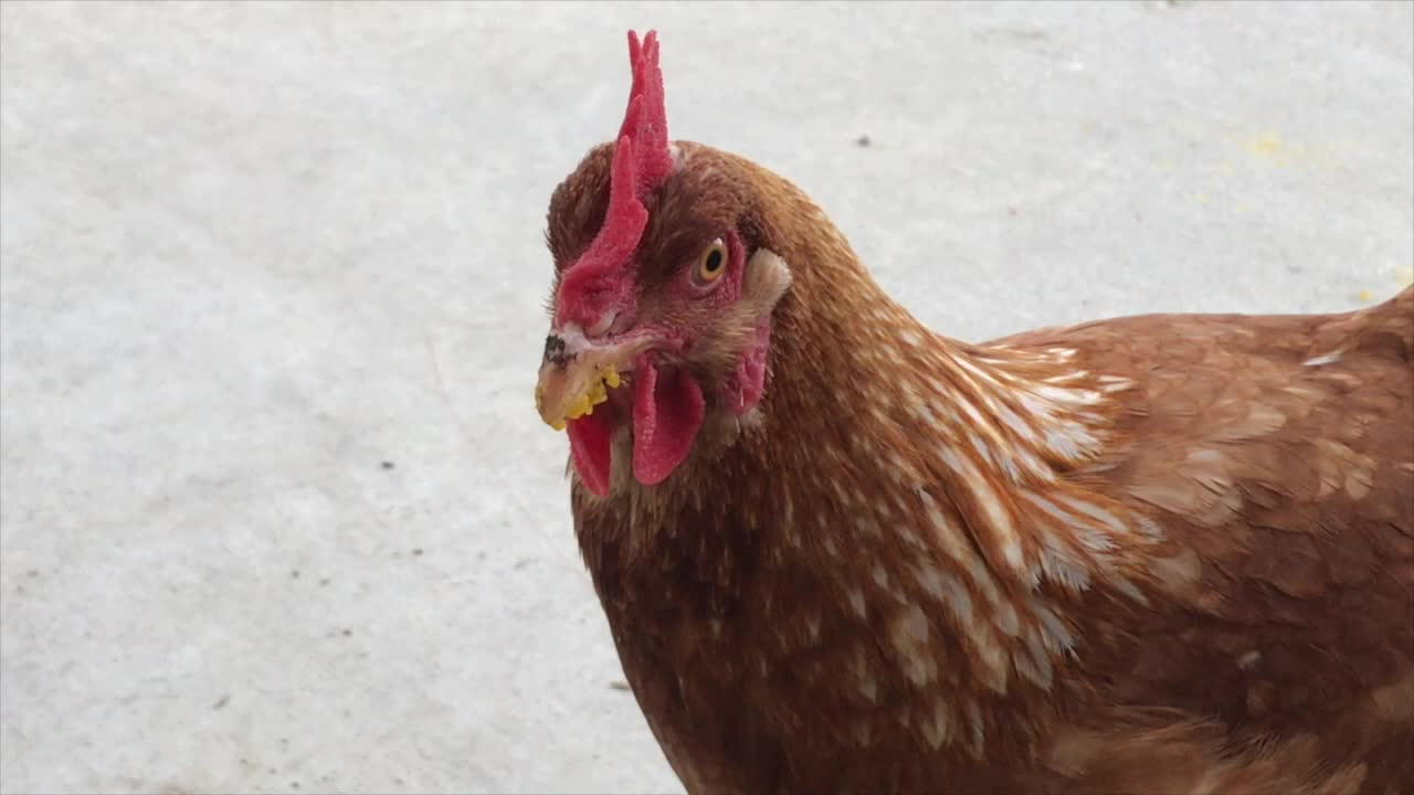 Cookin' with Kids: Good Neighbor